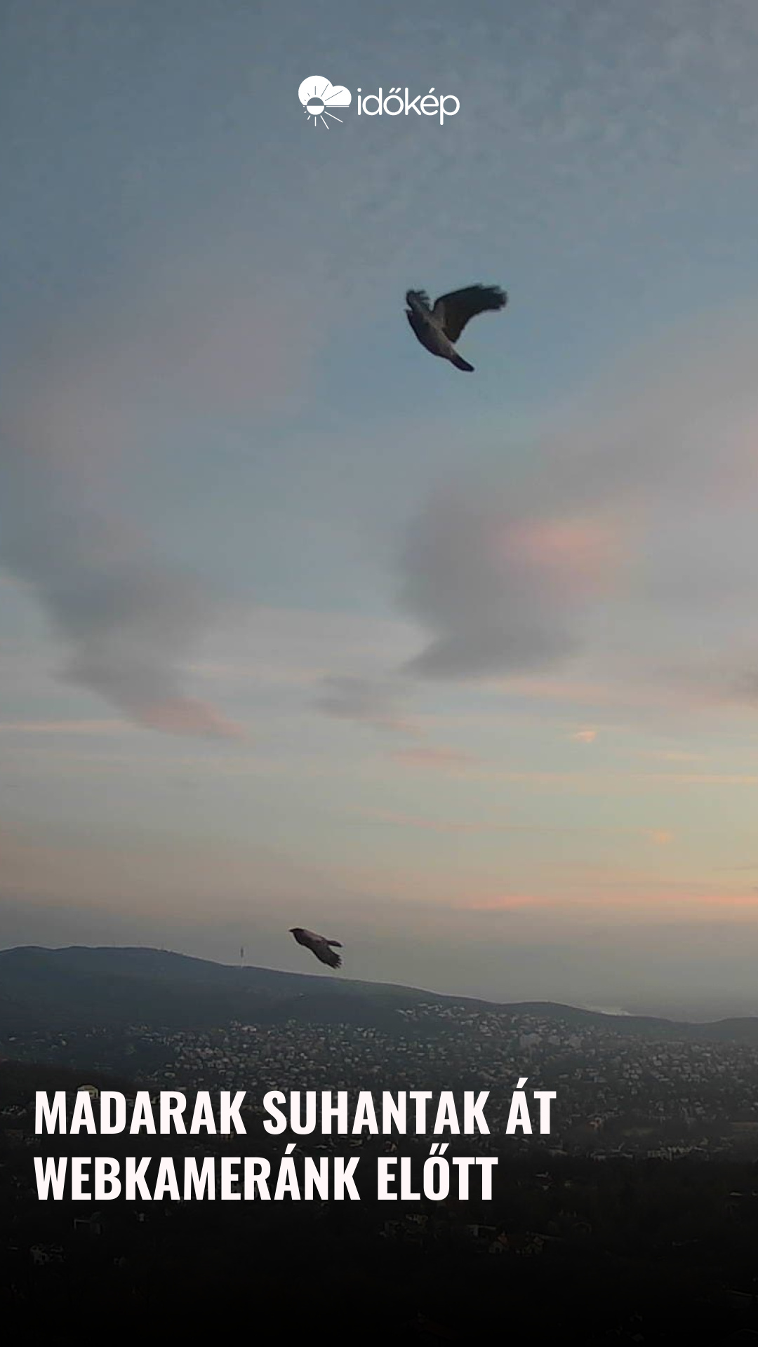Madarak suhantak át webkameránk előtt