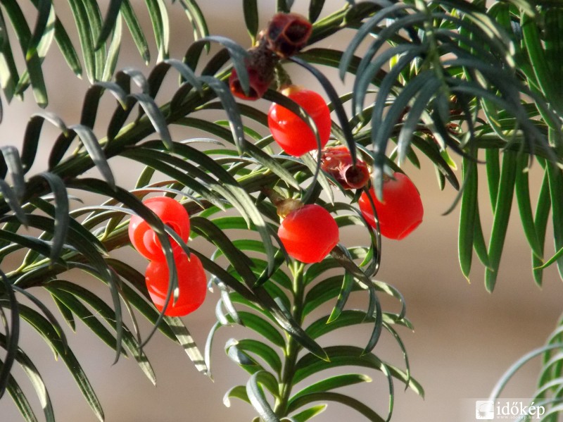 Tiszafa és termése