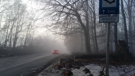 Zúzmara Zirci erdőhatáron 