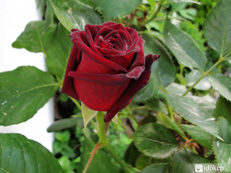 A bimbóból gyönyörű