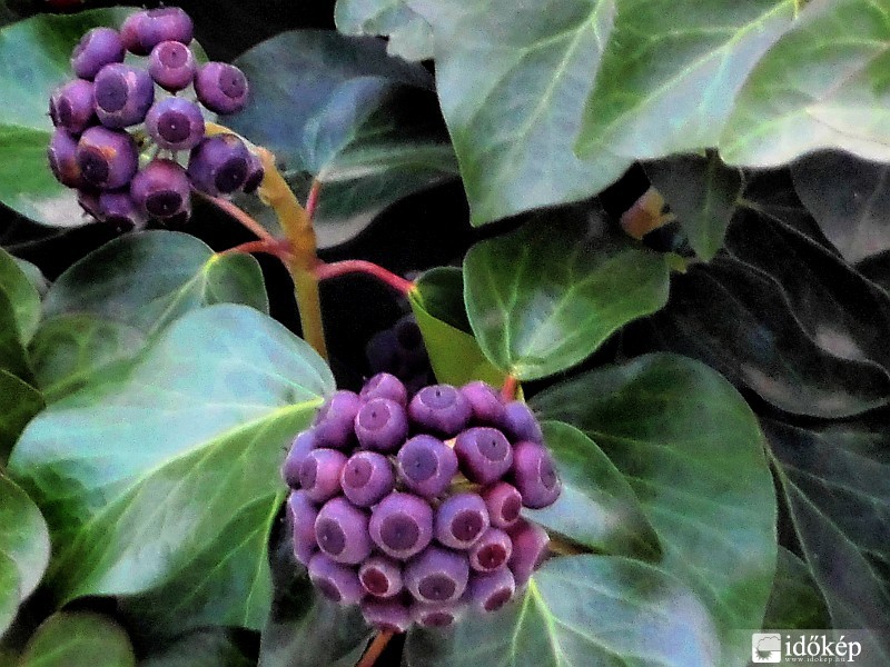 Téli rigó eleség...