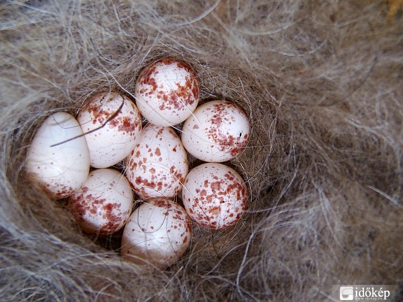 Már ül a fészkén