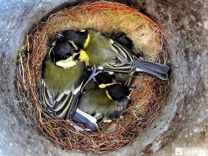 Az idei első cinke fészek 