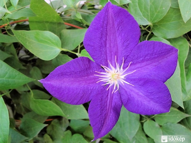 Clematis