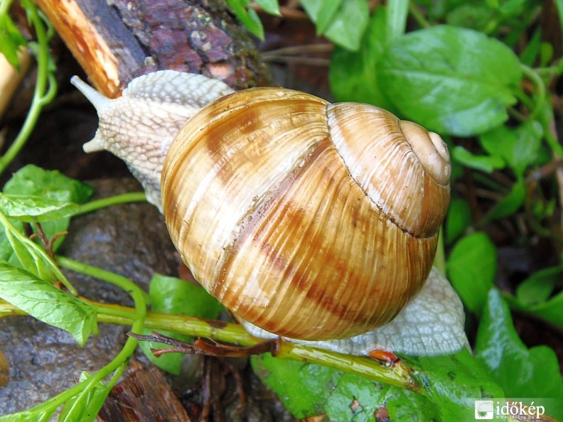 A vízből is megárt a sok,
