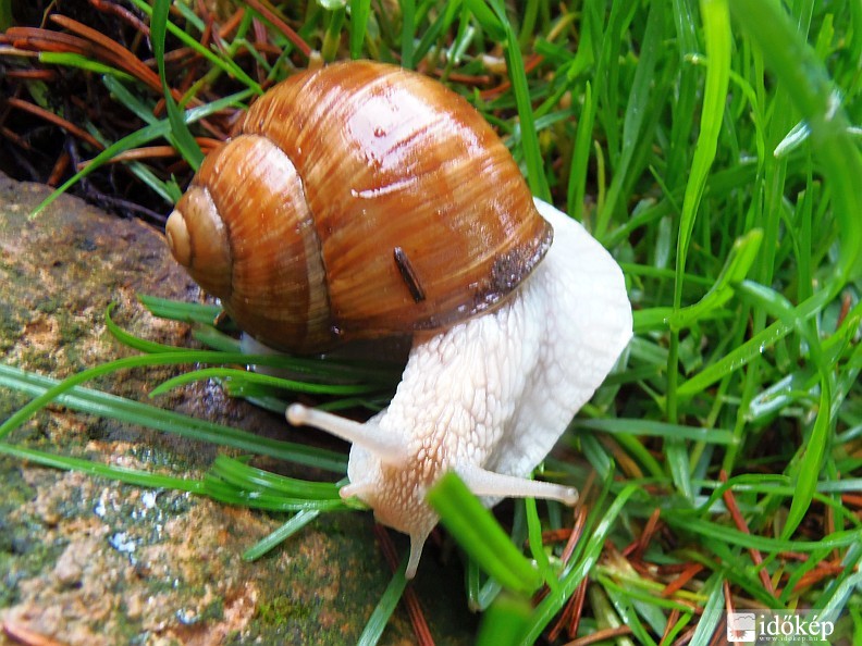 Eső után jól érzi 