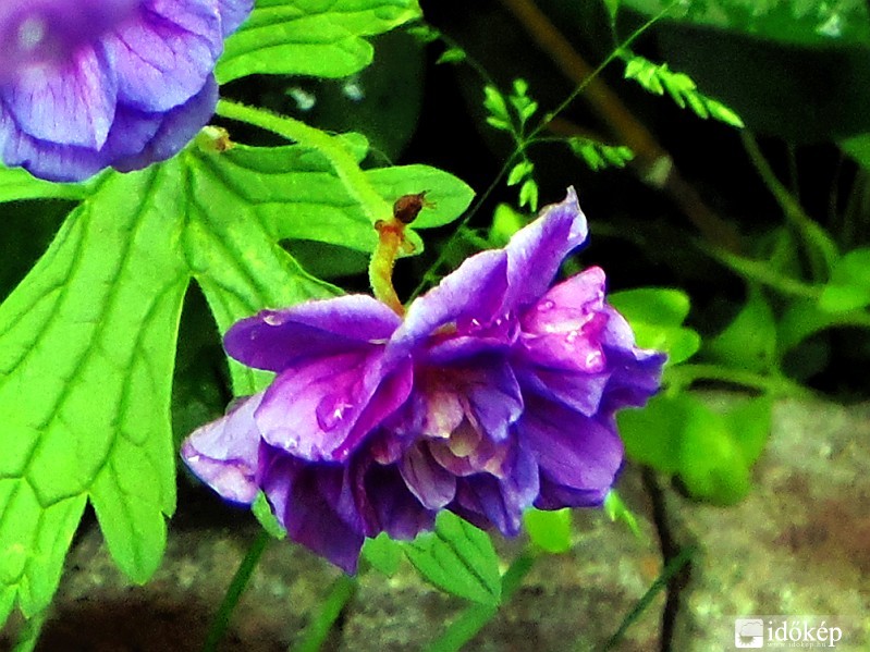 Himalájai gólyaorr 