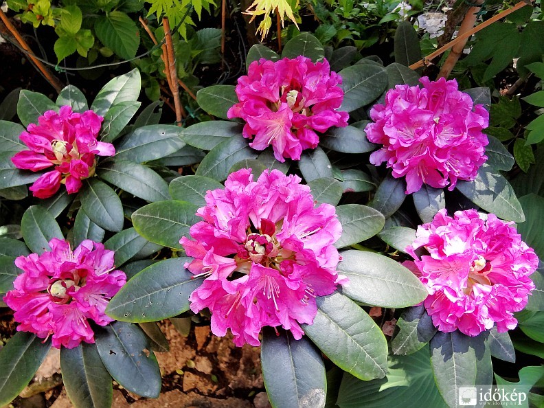 Mára a pink Rododendronunk 