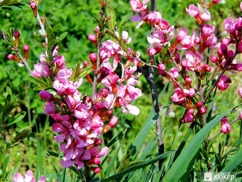 Vadonban virágzó