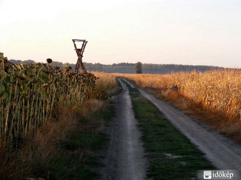 Báta határában