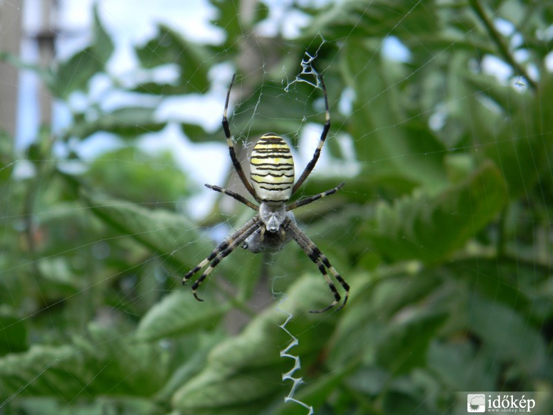 "Tiger-spider"