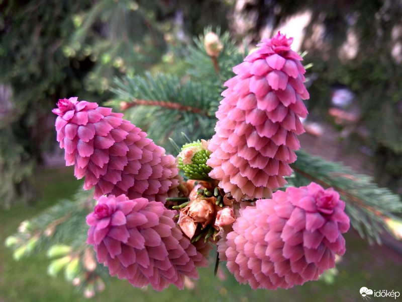 Budapest XVII.ker - Rákosliget