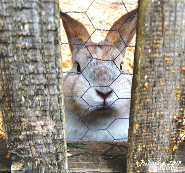 tessék mondani, van még ott egy kis száraz fű?