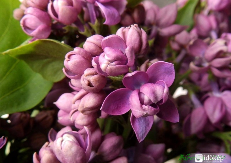  áprilisi orgonavirágzás