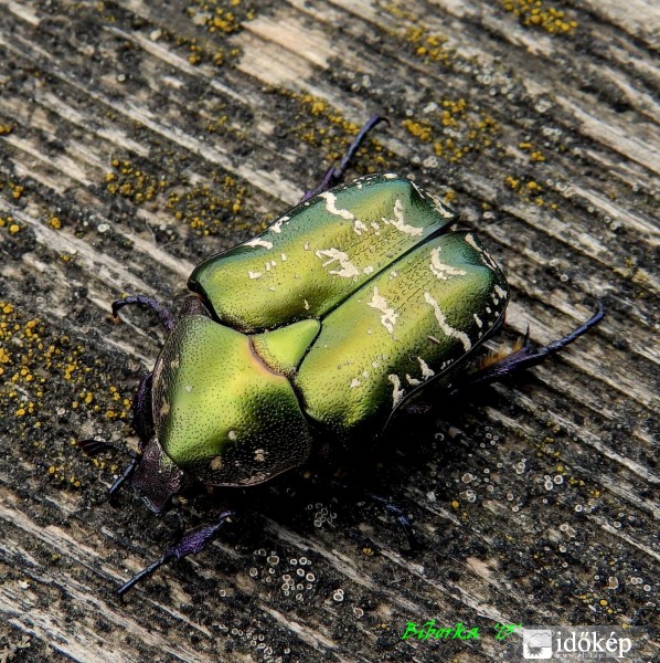 kis segítséggel talpon... így mégis más a világ