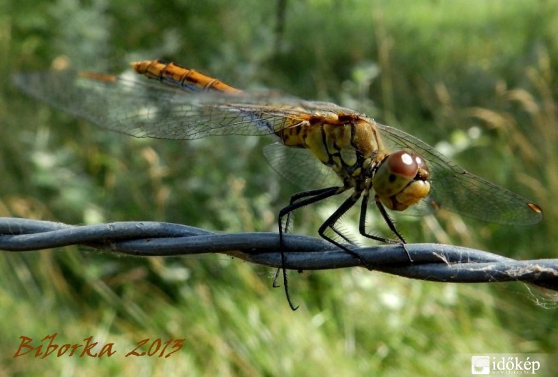 nevető  szitakötő