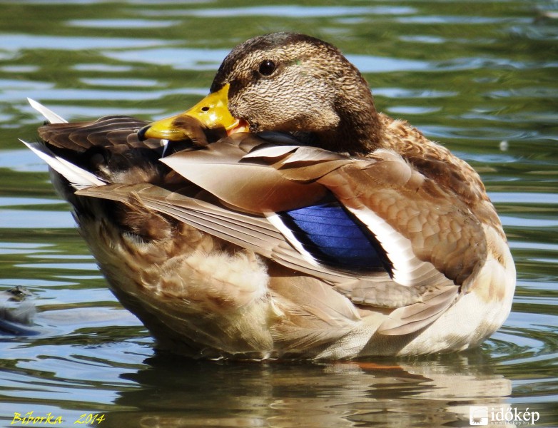 reggeli tollászka..