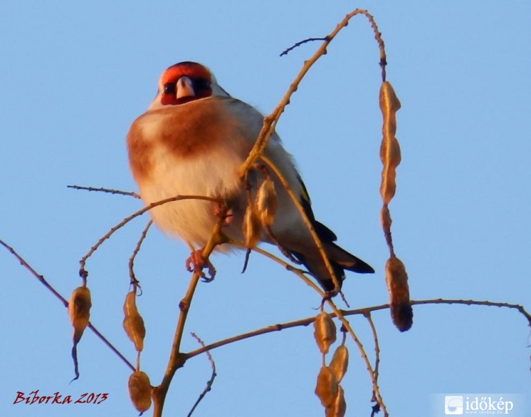 melegedés egy fagyos éjszaka után 2.