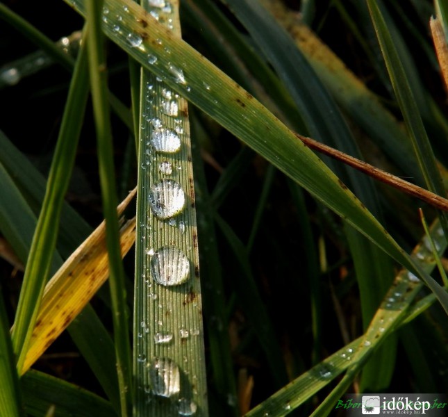 csúcsforgalom a levélpályán