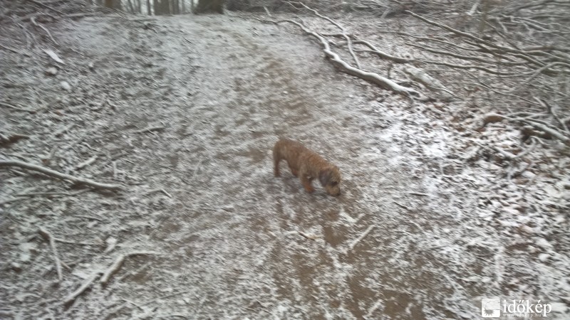 Észlelési fényképek