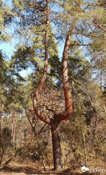 Kozármisleny