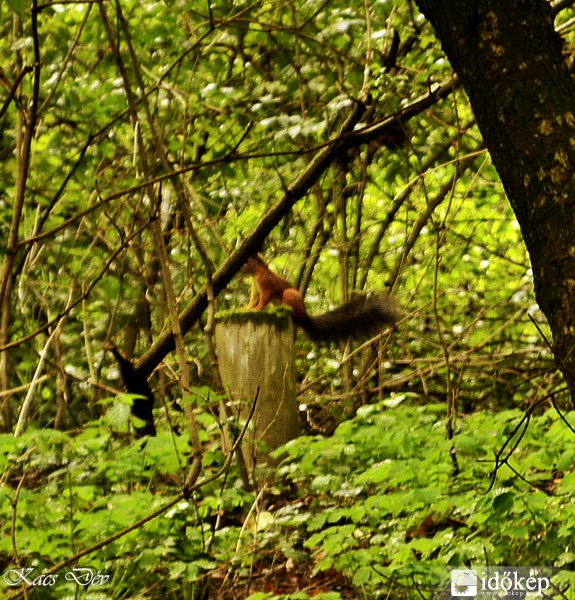 Mint  a mókus fent a fán...