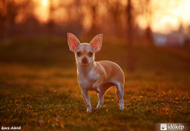 Lilike naplementében