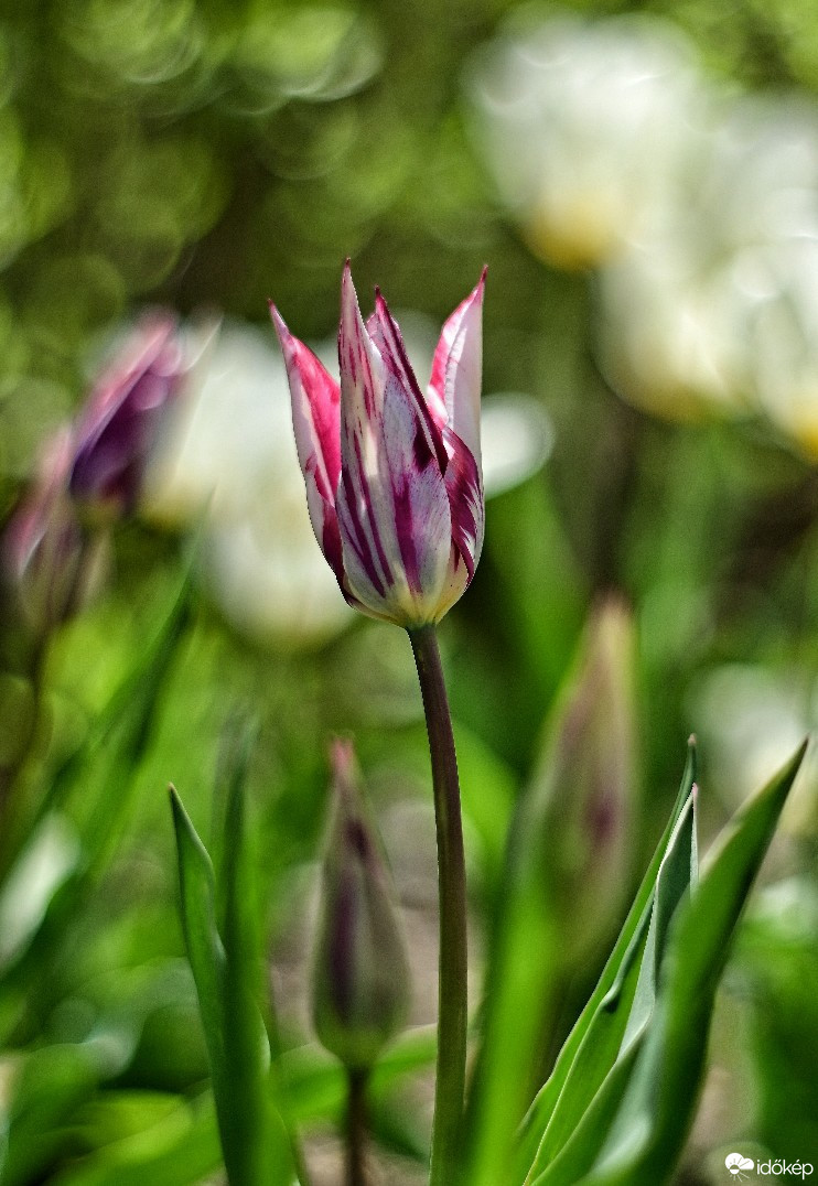 Budapest IV.ker - Újpest