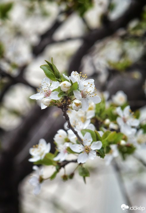 Budapest IV.ker - Újpest