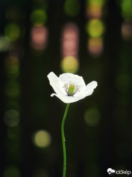 Budapest IV.ker - Újpest