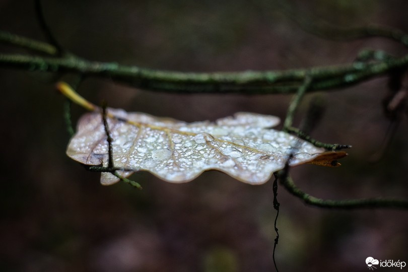 Budapest IV.ker - Újpest