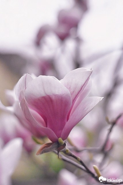 Budapest IV.ker - Újpest