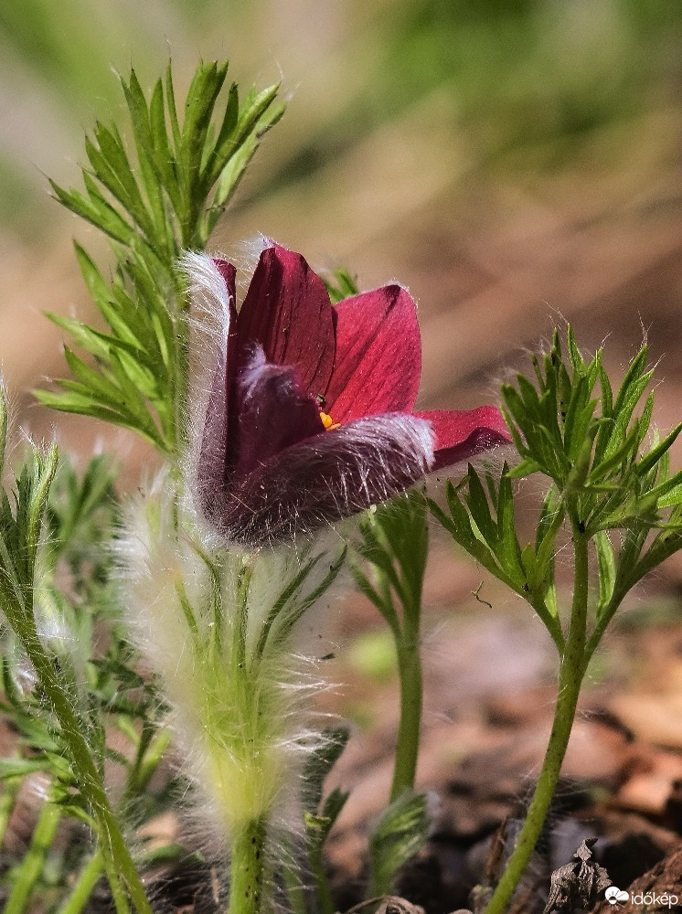 Budapest IV.ker - Újpest