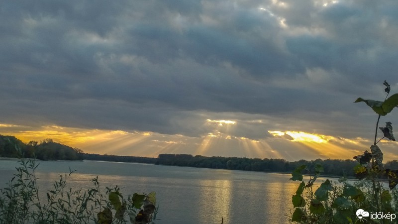 Csallóközaranyos