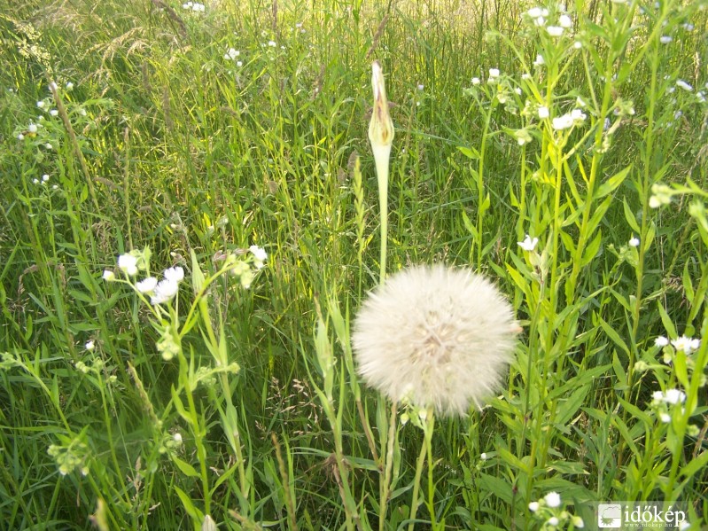 Pompom vagy mi a csuda...:)