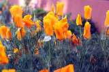 Kaliforniai kakukkmák (Eschscholzia californica)