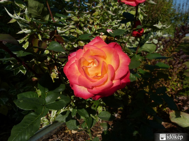 Őszi virágok, növények