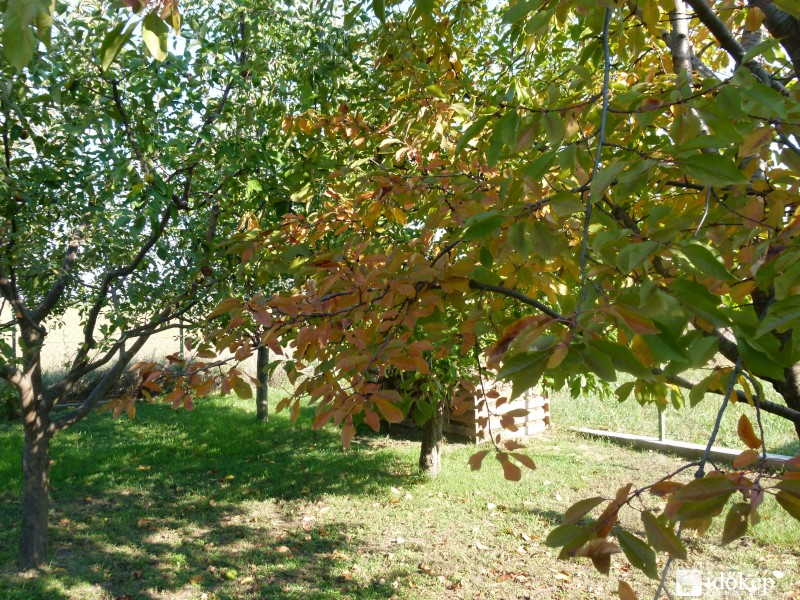 Őszi virágok, növények