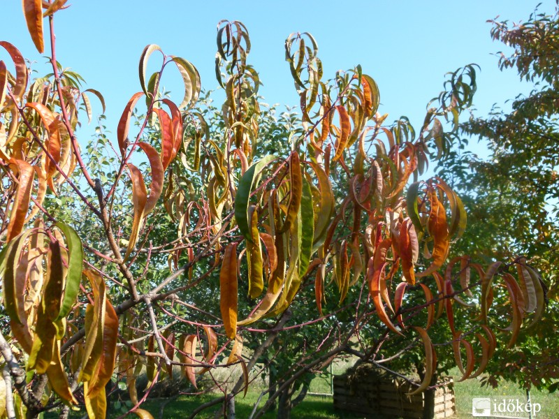 Őszi virágok, növények