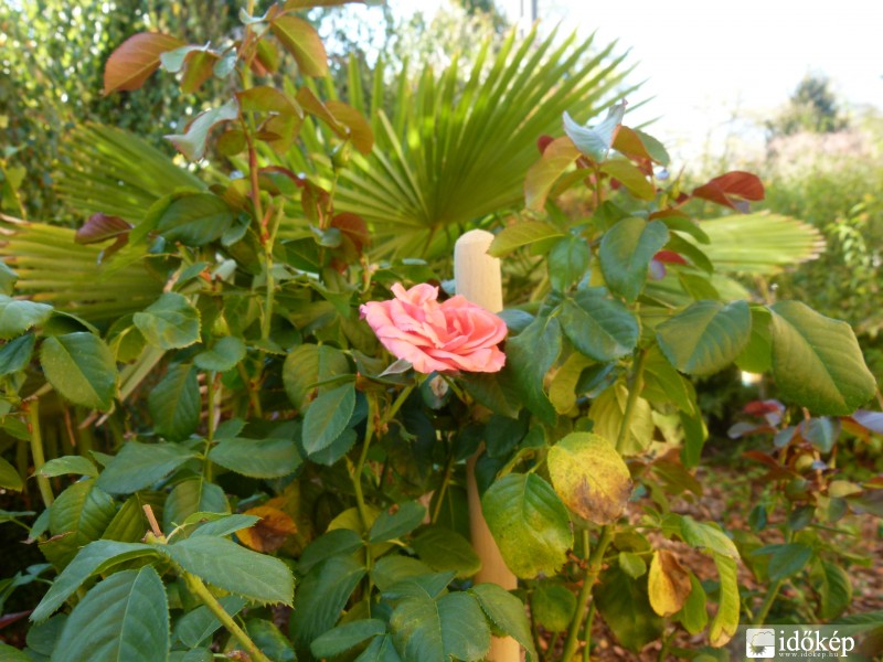 Őszi virágok, növények