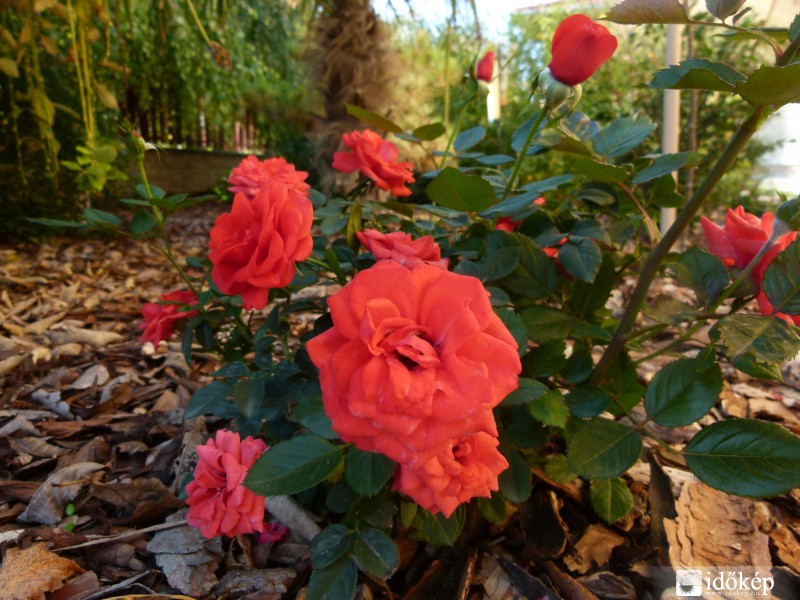 Őszi virágok, növények