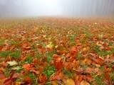 Autumn in the Matra mountains