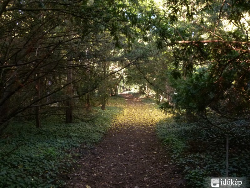 The road across Fangorn