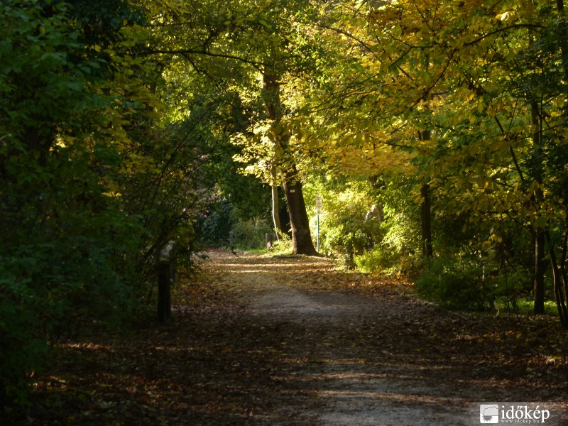 Autumn in the Forest