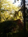 House in the forest