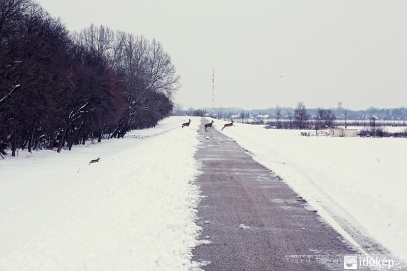 Őzcsalád Szeged határában