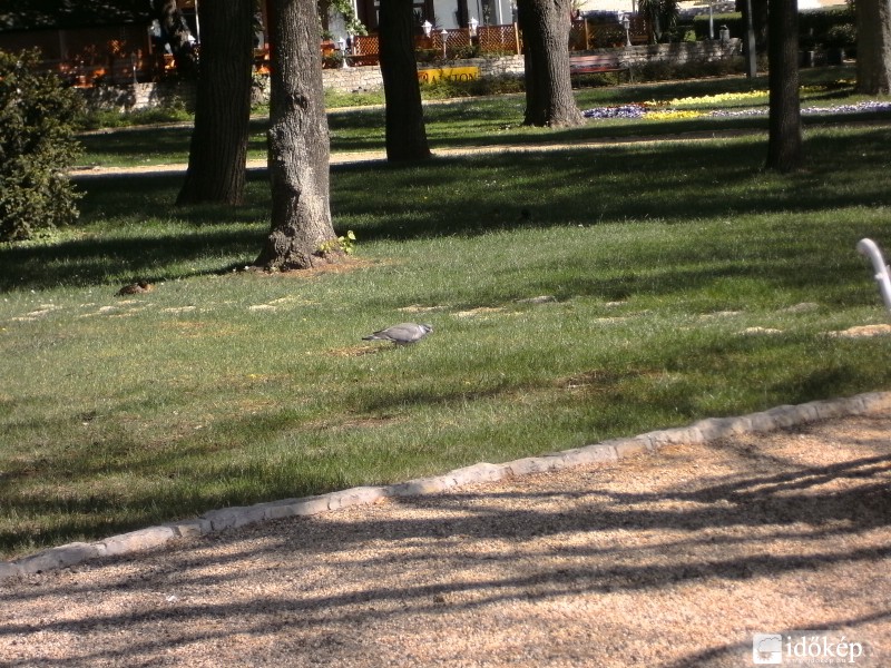 Kékgalamb