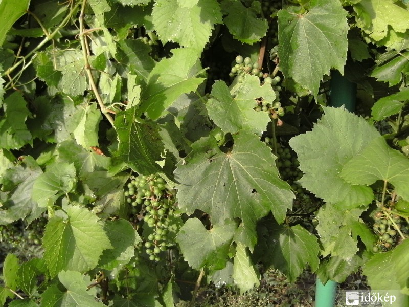 Jégverte szőllőnk.