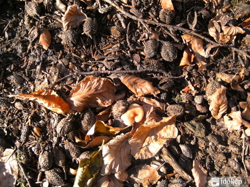 Bujócska a \"bikmakkok\" közt