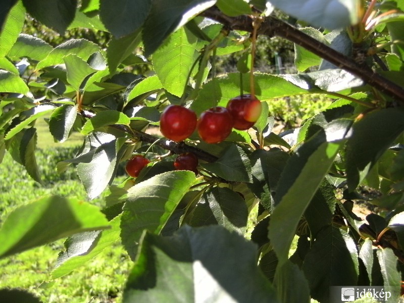 Érik a meggy